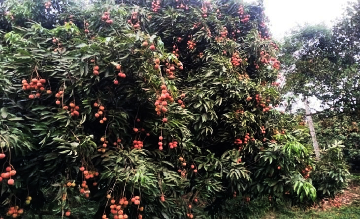 গাজীপুরের শ্রীপুরে চায়না-৩ জাতের লিচুর ফলনে চাষিদের মুখে হাসি