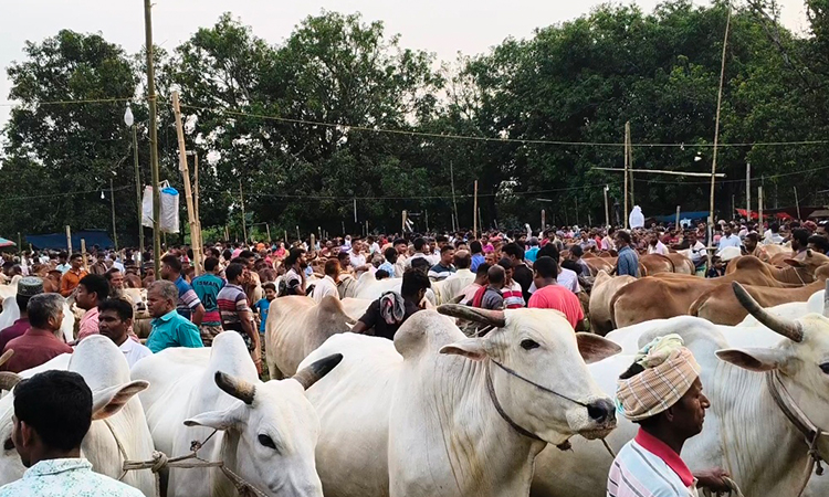 চাঁপাইনবাবগঞ্জে জমে উঠেছে পশুর হাট, ছোট গরুর চাহিদা বেশি