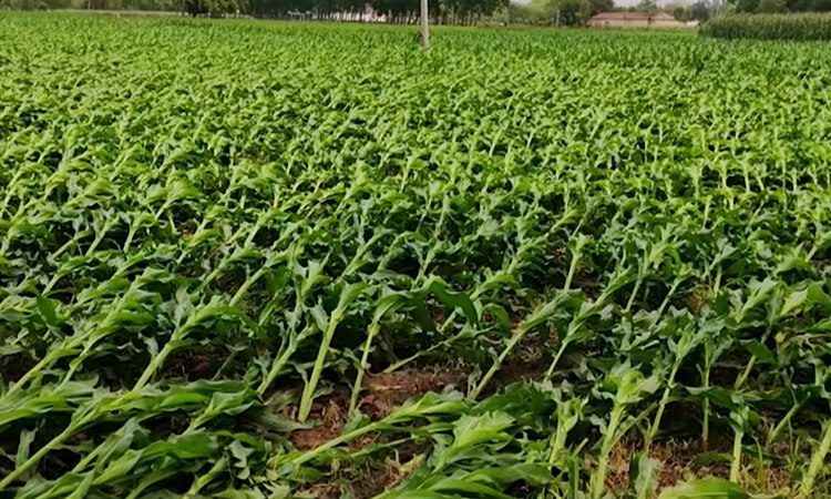 ঠাকুরগাঁওয়ে বিরূপ আবহাওয়ায় ঝুঁকির মুখে মাঠের ফসল  