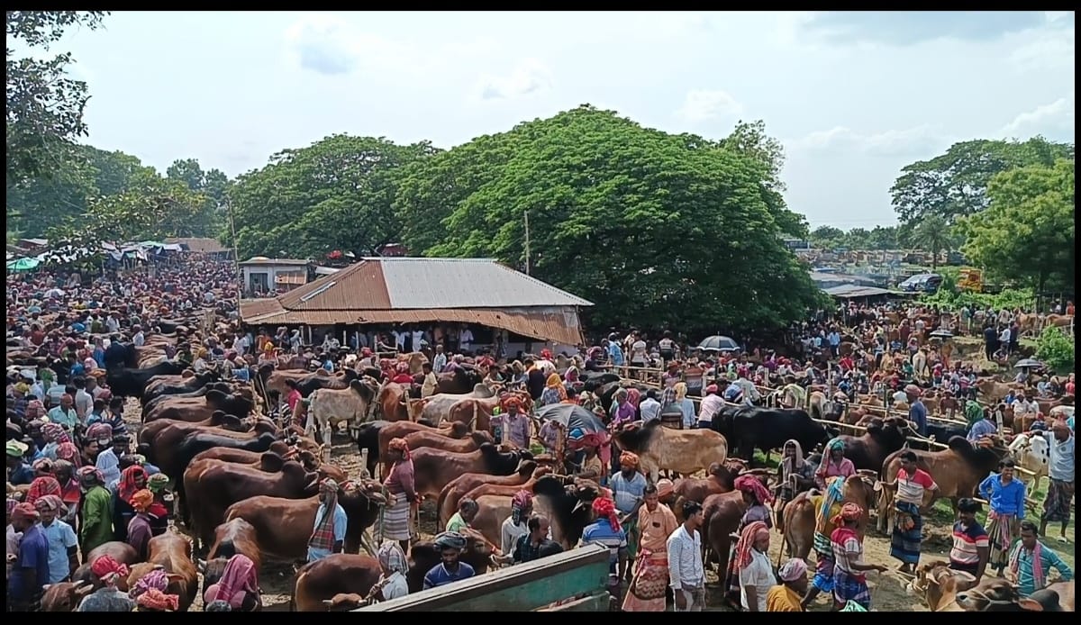চুয়াডাঙ্গায় জমে উঠেছে পশুরহাট, দেশি মাঝারি সাইজের গরুর চাহিদা বেশি 