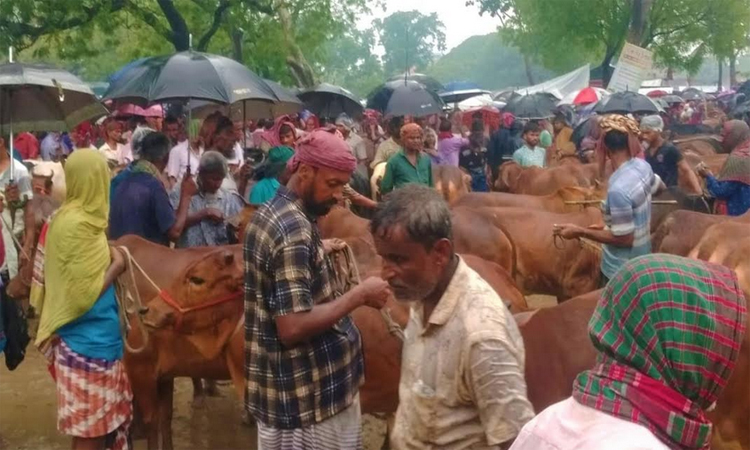 নওগাঁয় জমজমাট পশুর হাট, চাহিদার চেয়ে যোগান বেশি