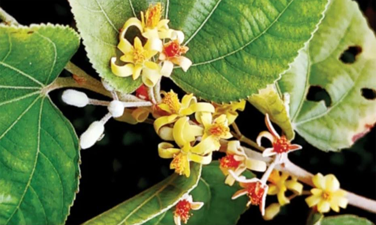 বিলুপ্তপ্রায় বুনো ফলসায় রাঙল রোকেয়া বিশ্ববিদ্যালয়