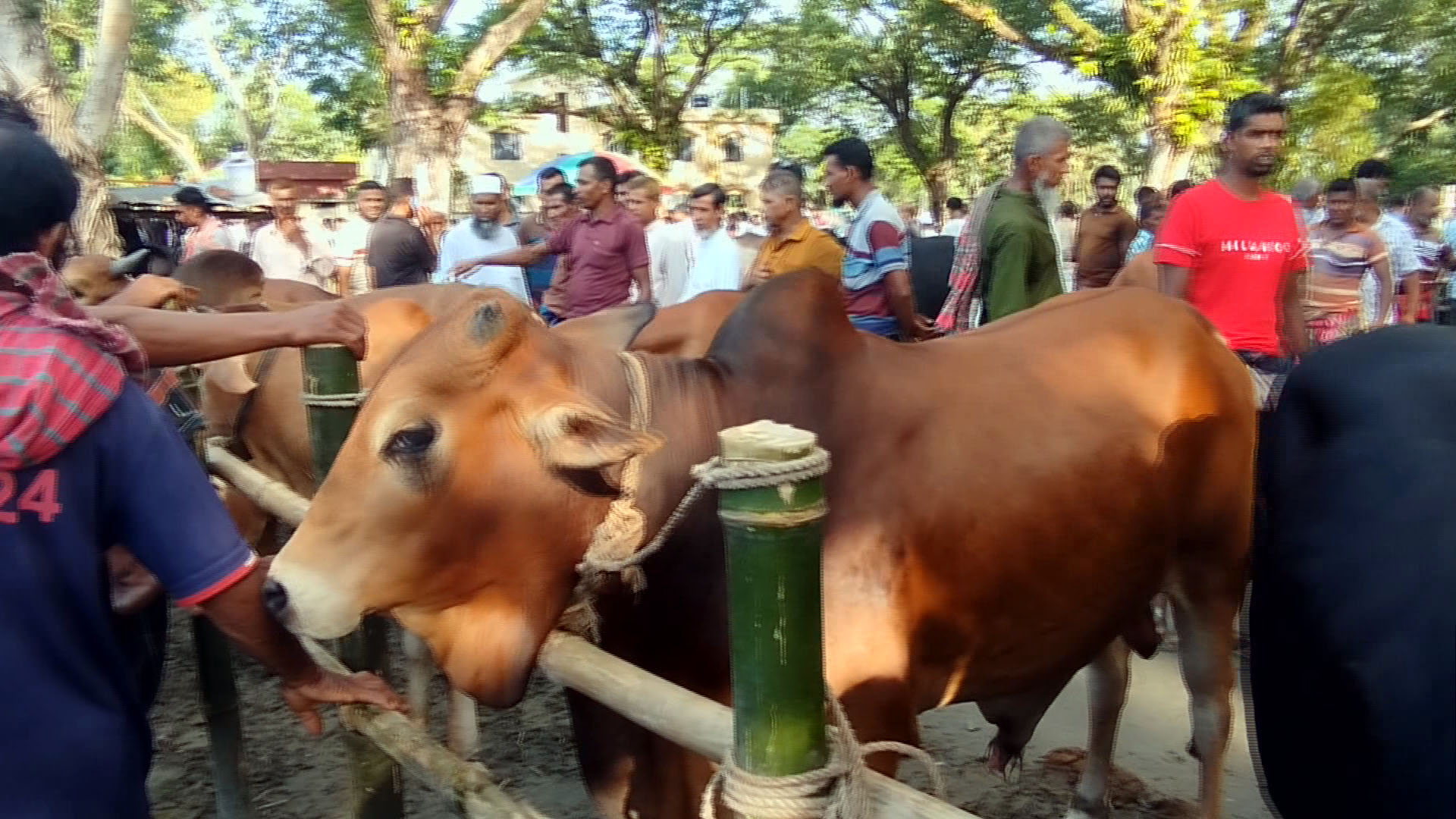 নড়াইলে কোরবানির জন্য প্রস্তুত ৫৪ হাজার ৫৮৫টি পশু