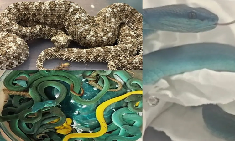 মুম্বাই বিমানবন্দরে বিষধর সাপসহ ভারতীয় পাচারকারী আটক