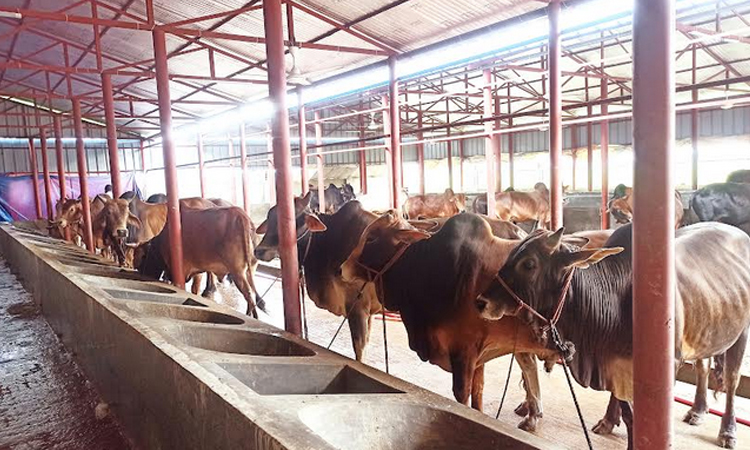 কুমিল্লায় কুরবানির চাহিদার চেয়ে পশু উৎপাদন বেশি 
