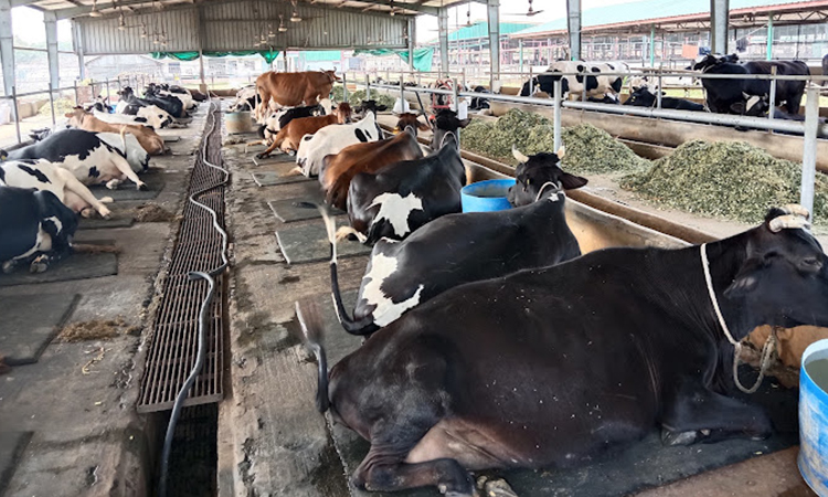 রাজশাহীতে আধুনিক ব্যবস্থাপনায় গবাদি পশু পালন ও দুধ উৎপাদনে দৃষ্টান্ত স্থাপন