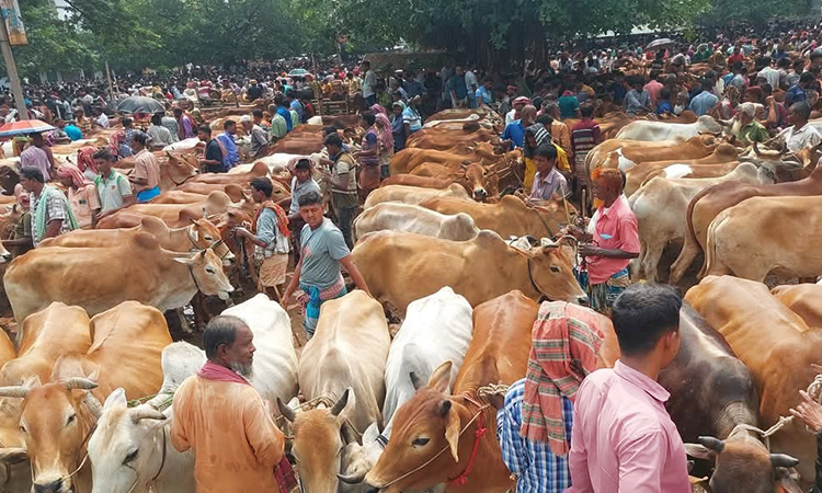 খুলনা বিভাগের ১৬৯ পশুর হাট সরগরম