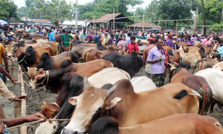 রাজধানীতে কোরবানির পশুর হাটে নিরাপত্তা জোরদার
