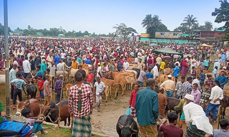 সুনামগঞ্জে পশুর হাটগুলো সরগরম