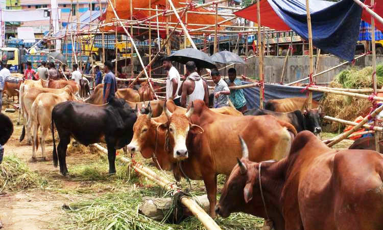 রাঙামাটিতে জমে উঠেছে কোরবানির পশুর হাট
