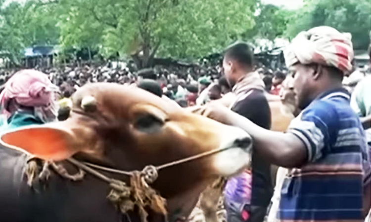 বরিশালে জমে উঠেছে পশুর হাট