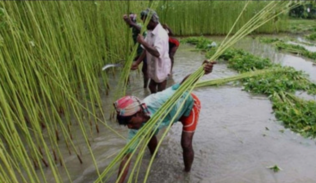খুলনা অঞ্চলে পাট কাটা সম্পন্ন, লক্ষ্যমাত্রার ৯৬ শতাংশ অর্জিত