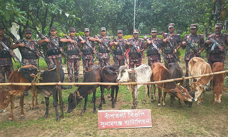 সুনামগঞ্জের দোয়ারাবাজার সীমান্তে  ৯টি ভারতীয়  গরু আটক 