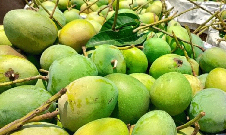 বিশ্বের ২৫টি দেশে ৬শ’ মেট্রিক টন আম রপ্তানি, লক্ষ্যমাত্রা ৪ হাজার মেট্রিক টন