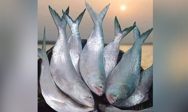 চাঁদপুরসহ দক্ষিণের জেলাগুলোতে ইলিশের মূল্য নির্ধারণ চায় প্রশাসন