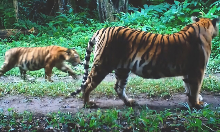 বাঘ বাঁচাতে প্রকৃতিতে হরিণ ছাড়ছে থাই সরকার