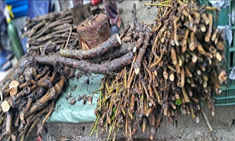 খুলনাঞ্চলে চুইঝাল চাষে প্রচুর সম্ভাবনা
