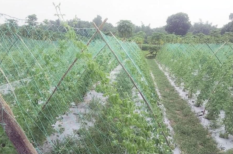 কুষ্টিয়ায় করলা চাষে কৃষকদের আগ্রহ বাড়ছে