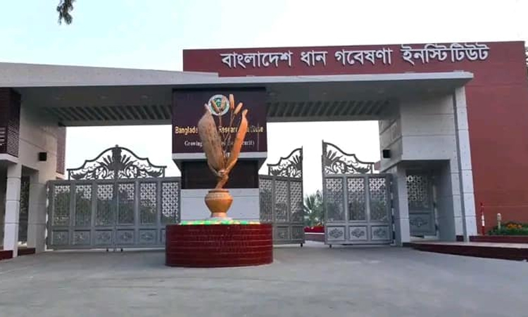 স্থানভিত্তিক ধানের জাত ও প্রযুক্তি উদ্ভাবন কার্যক্রম এগিয়ে চলছে