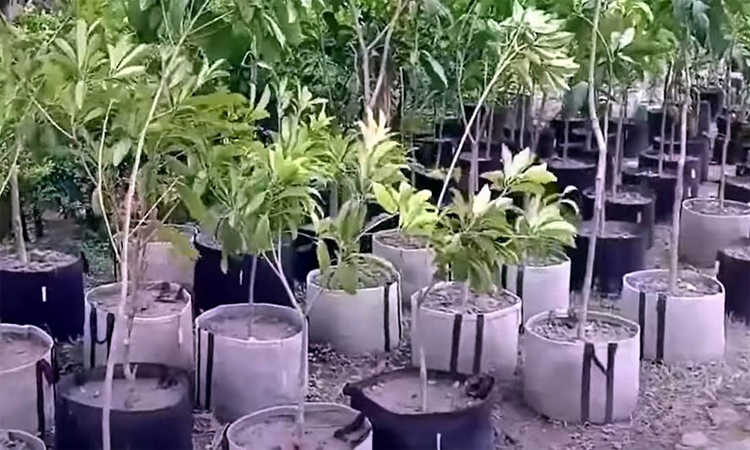 বরিশালে কীর্তিনখোলা নদীর তীরে মুগ্ধতা ছড়াচ্ছে এপিবিএন’র নার্সারি