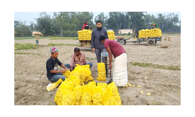 বিদেশে রপ্তানি হচ্ছে দিনাজপুর বীরগঞ্জের আলু