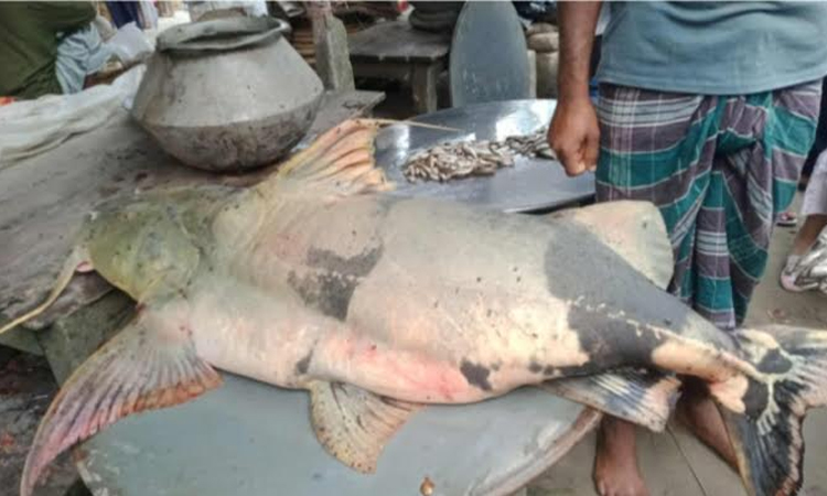 পদ্মায় ধরা পড়েছে ৪২ কেজি ওজনের বাঘাইড় মাছ