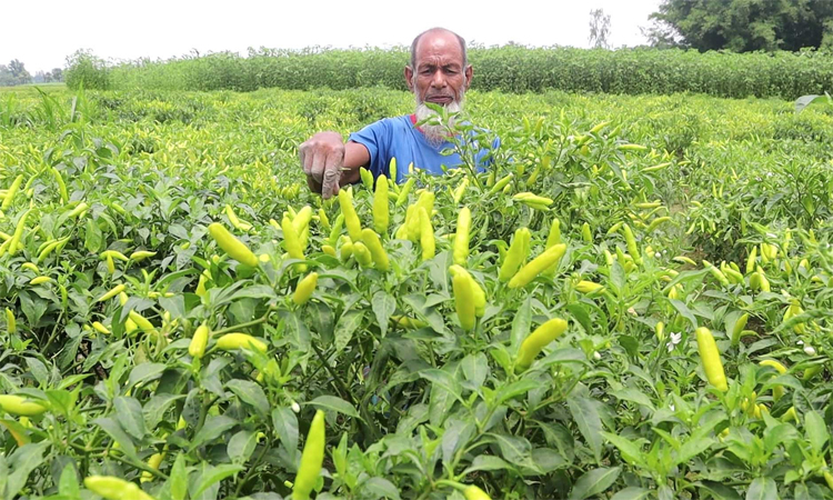 নওগাঁয় কাঁচা মরিচের ফলন বেশি, দাম কম : লোকসানে কৃষক