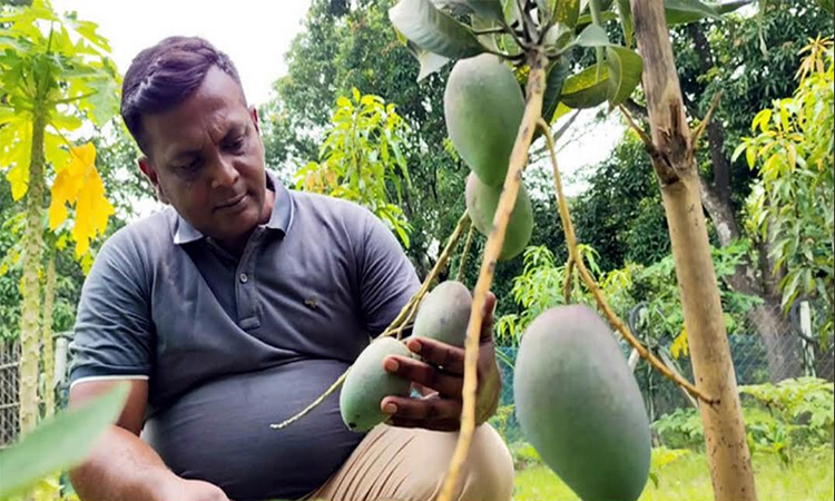 মেহেরপুরে জাপানের মিয়াজাকি আম উৎপাদন