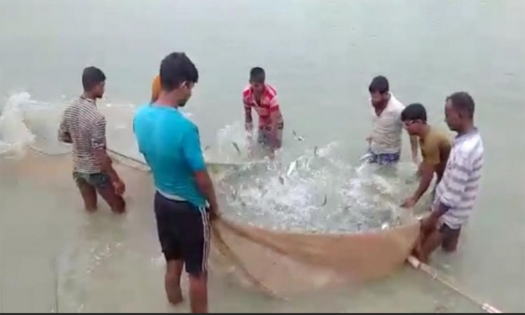 দিনাজপুরের পার্বতীপুরে মৎস্য সম্প্রসারণ বীজ উৎপাদনে সফলতা