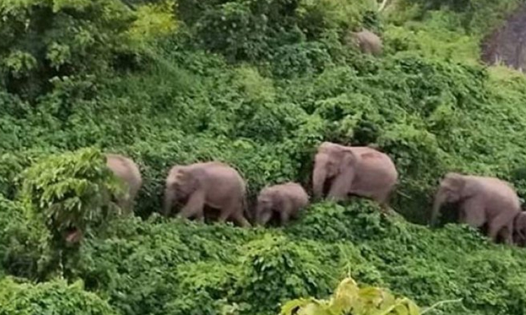 চট্টগ্রামের সাতকানিয়ায় বন্য হাতির আক্রমণে কৃষকের মৃত্যু