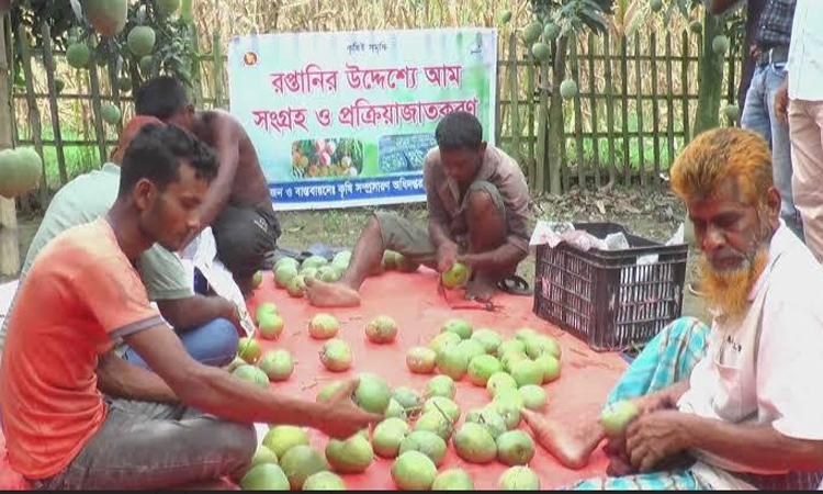 প্রথমবারের মতো হিলির আম গেল সুইজারল্যান্ডে