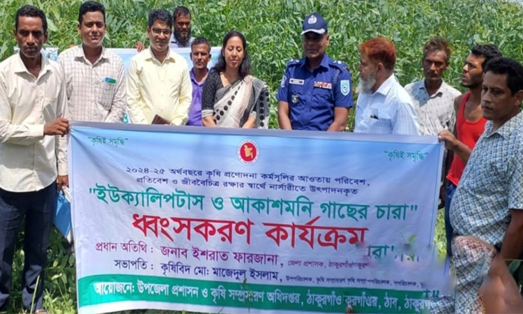 ঠাকুরগাঁওয়ে ইউক্যালিপটাস ও আকাশমনি চারার নিধন শুরু