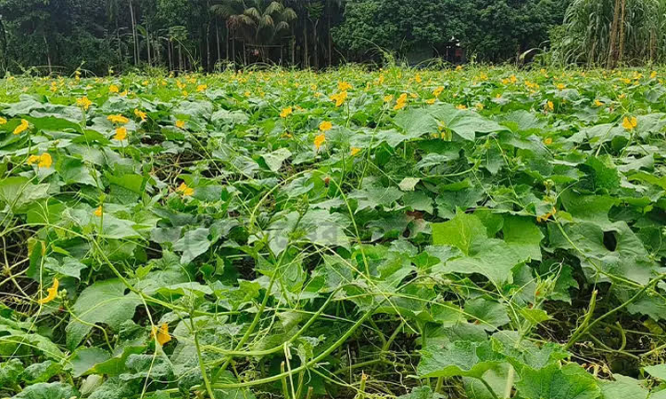 সুনামগঞ্জের সবজি চাষে লাভবান হচ্ছেন কৃষকরা