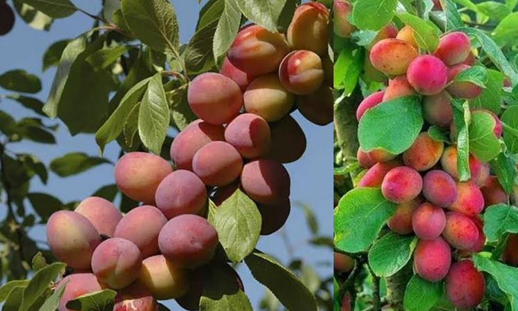 আলু বোখারা উৎপাদনে সফল ফেনী হর্টিকালচার সেন্টার  