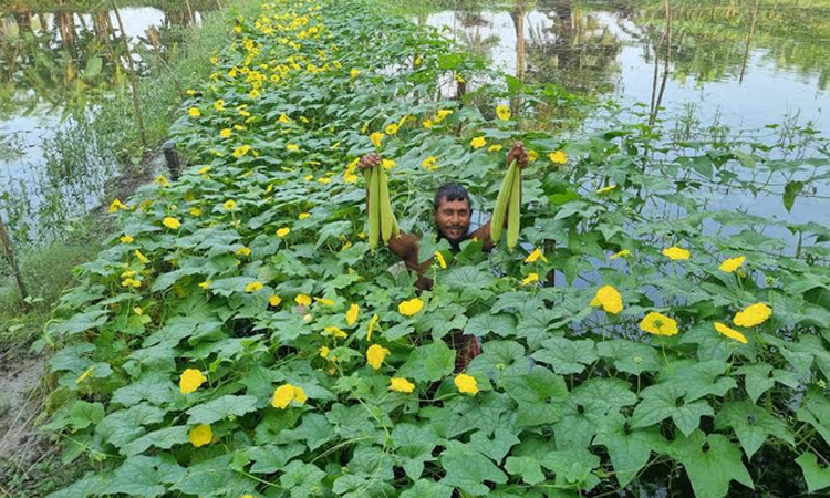 খুলনায় ঝিংগা চাষে স্বাবলম্বী আলম শেখ
