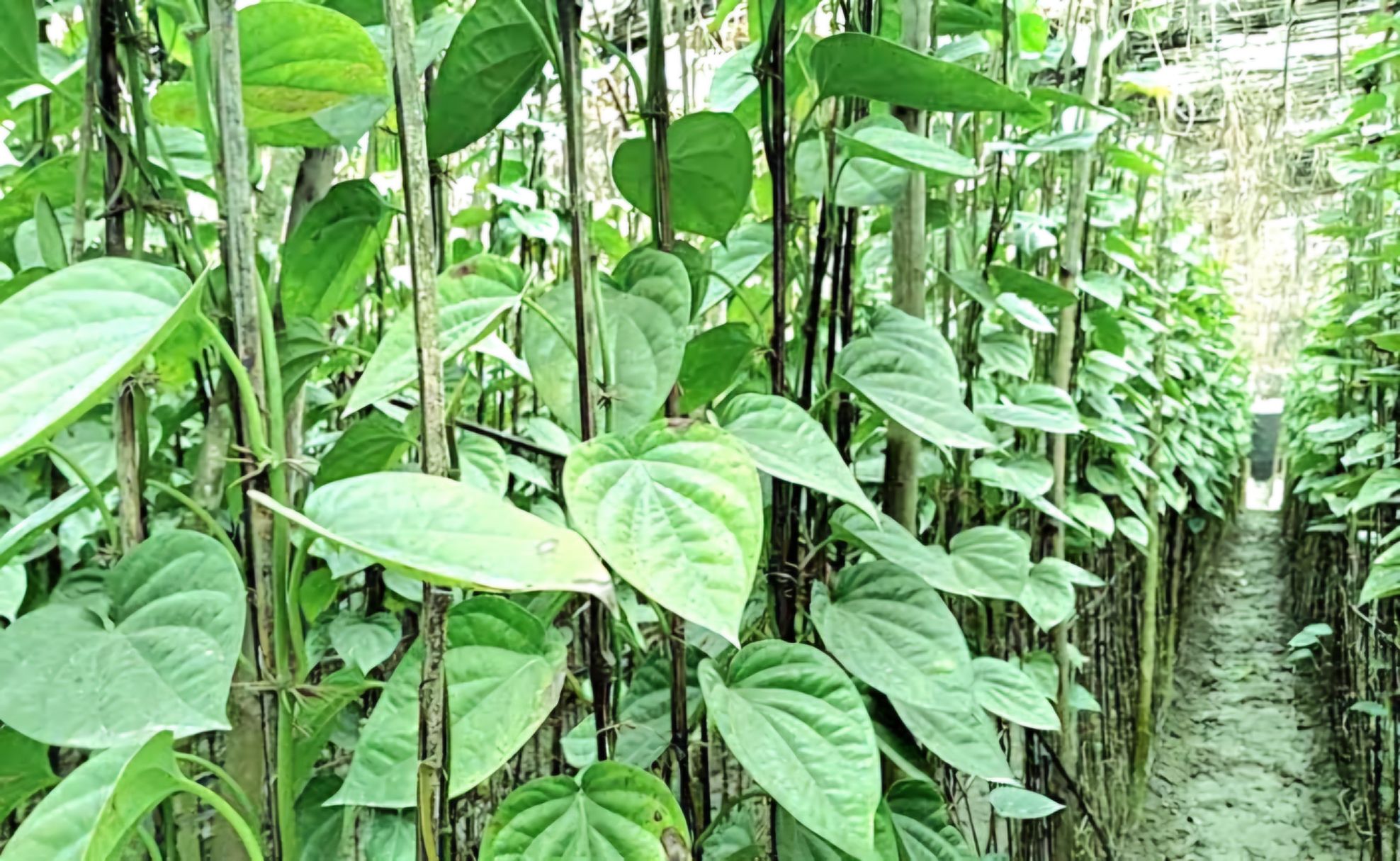 ঝিনাইদহে কমছে পান ও কলা চাষ, বেড়েছে ফলের চাষ