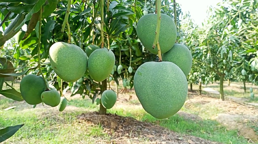নওগাঁয় আমের উৎপাদন বেশি, রপ্তানি কম