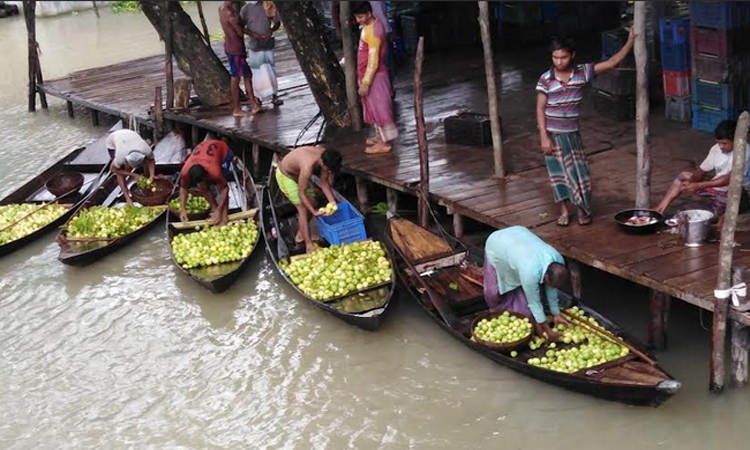 পিরোজপুরের আটঘর-কুড়িয়ানা পেয়ারা বাগানে পরিবেশ রক্ষায় ৬ দফা নির্দেশনা