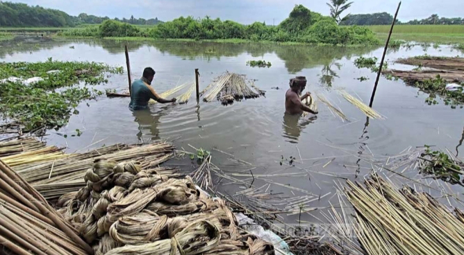 বৃষ্টিতে খুশি ফরিদপুরের পাট চাষীরা
