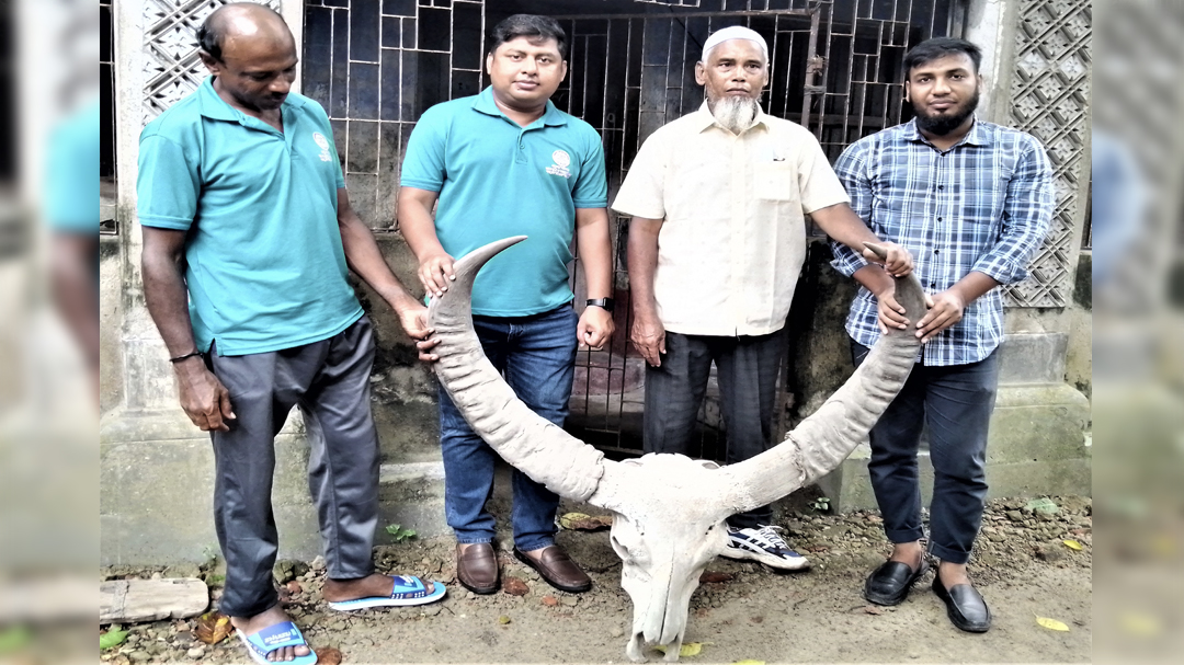 সংরক্ষিত ১৮৫ বছরের বন মহিষের শিং নওগাঁর পাহাড়পুর যাদুঘরে হস্তান্তর