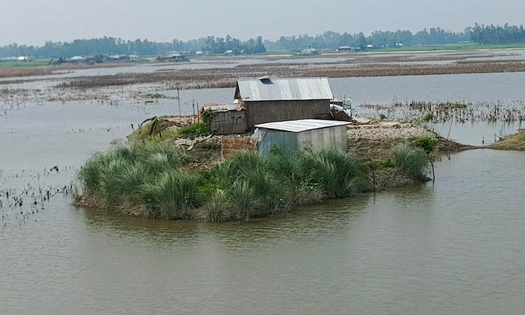 বন্যা থেকে মুক্তি পেতে কুড়িগ্রামের চরাঞ্চলে জনপ্রিয় হয়ে উঠছে ‘গুচ্ছ বসতভিটা’