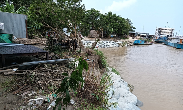 রাজবাড়ীর পদ্মা নদীতে পানি বৃদ্ধি, ভাঙন অব্যাহত
