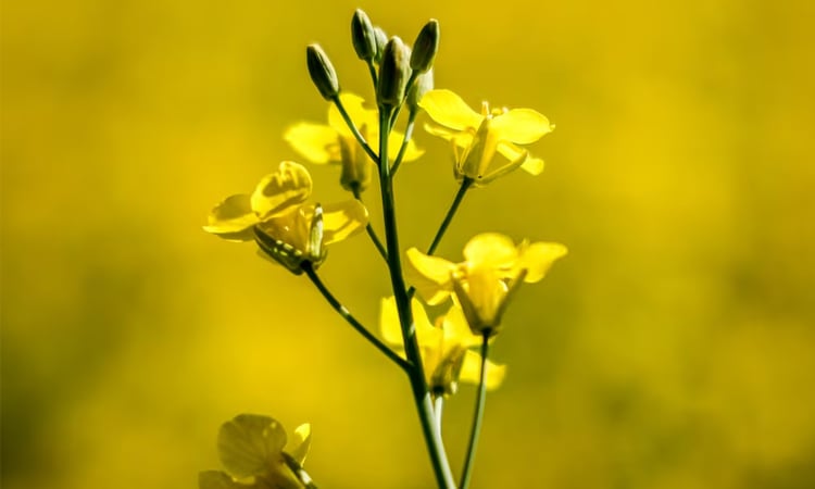 ক্যানোলার ওপর চীনের শুল্ক আরোপে 'হতাশ' কানাডা