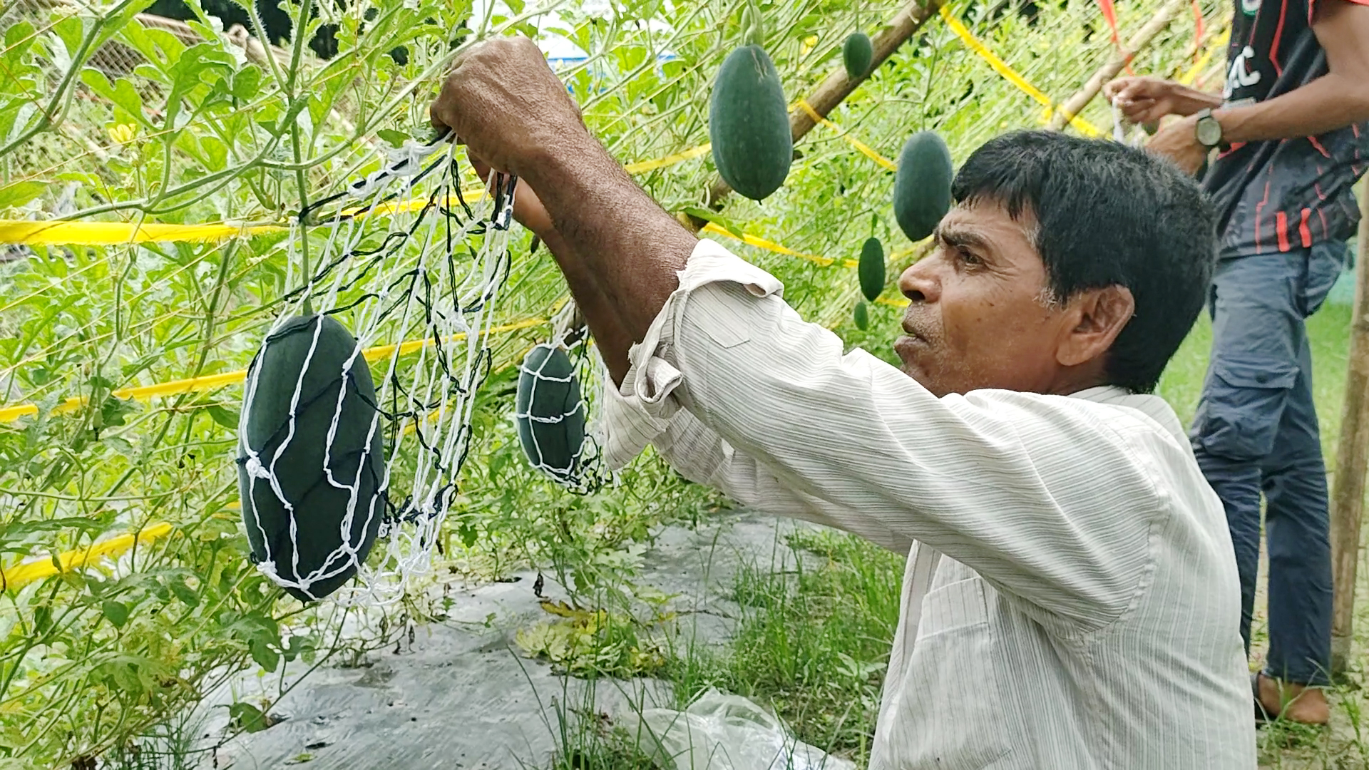 নওগাঁয় মার্সেলো তরমুজ চাষে সফল চাষিরা