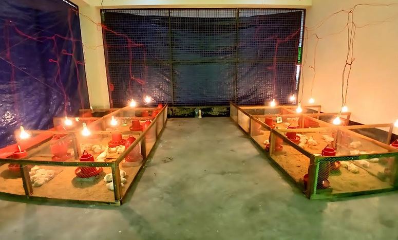 ব্রয়লারে গাবা সমৃদ্ধ খাদ্যে অধিক উৎপাদনের সম্ভাবনা