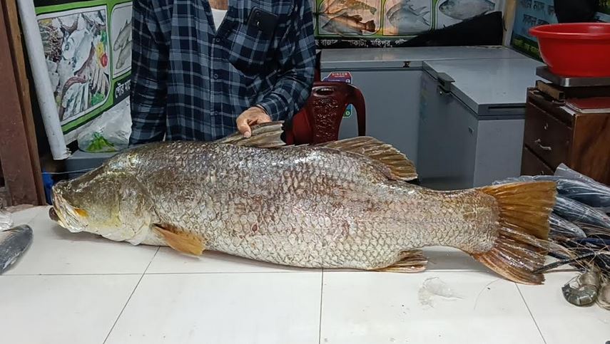 বঙ্গোপসাগরে জালে ধরা পড়ল ২২ কেজির কোরাল