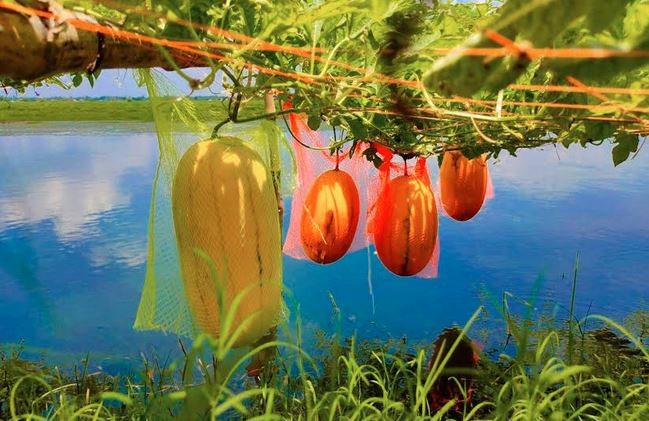 অফ সিজনের তরমুজ চাষে লাভবান সাতক্ষীরার কৃষক 