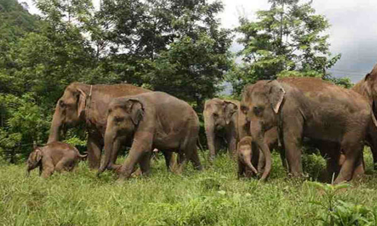 রাঙ্গামাটিতে একটি প্রাথমিক বিদ্যালয়ে বন্য হাতির তাণ্ডব