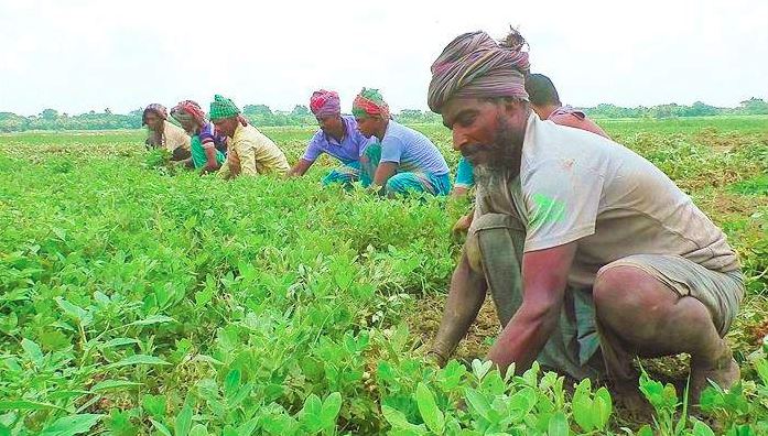 রংপুর অঞ্চলে কৃষকদের কাছে লাভজনক হয়ে উঠছে চীনাবাদাম চাষ