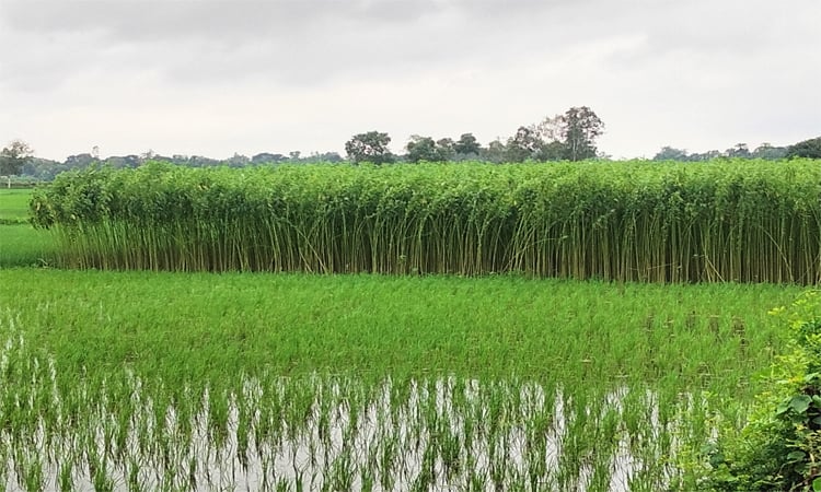 টাঙ্গাইলে পাট উৎসবে মেতেছেন চাষিরা